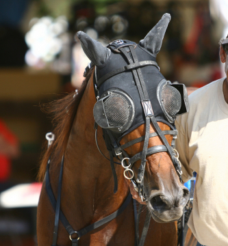 Horse with Blinders